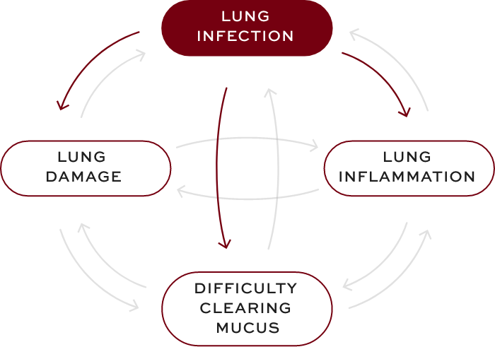 Bronchiectasis (BE) interconnected factors—lung infection