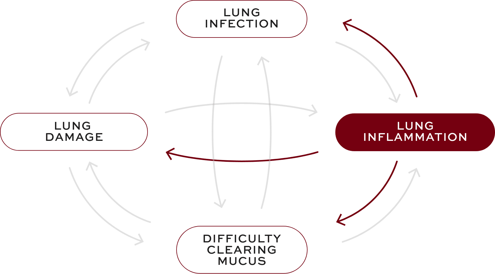 Bronchiectasis (BE) interconnected factors—lung inflammation