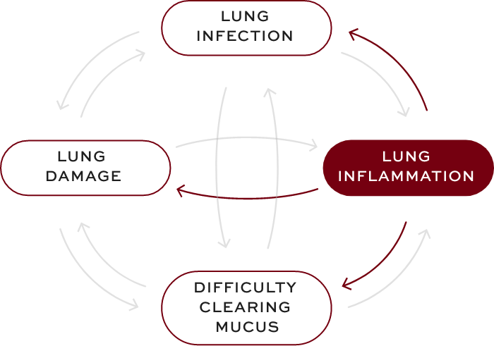 Bronchiectasis (BE) interconnected factors—lung inflammation